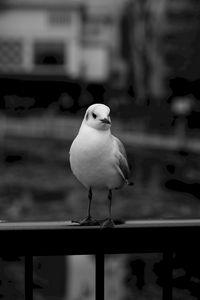 Preview wallpaper seagull, bird, bw, blur