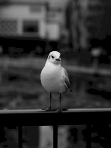 Preview wallpaper seagull, bird, bw, blur