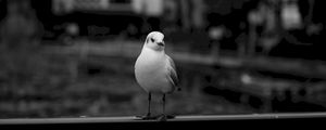 Preview wallpaper seagull, bird, bw, blur