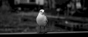 Preview wallpaper seagull, bird, bw, blur