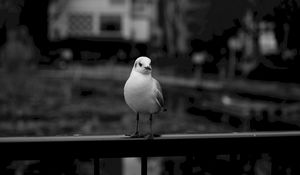 Preview wallpaper seagull, bird, bw, blur