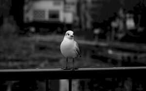 Preview wallpaper seagull, bird, bw, blur