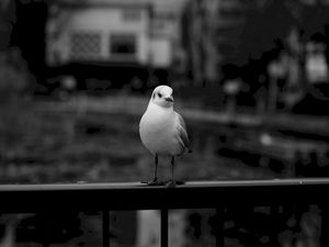 Preview wallpaper seagull, bird, bw, blur