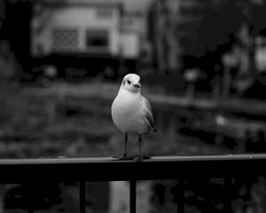 Preview wallpaper seagull, bird, bw, blur