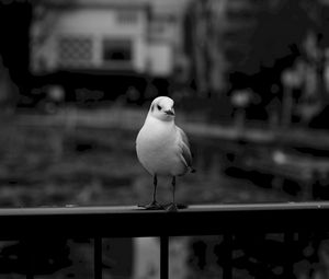 Preview wallpaper seagull, bird, bw, blur