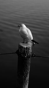 Preview wallpaper seagull, bird, bw, water