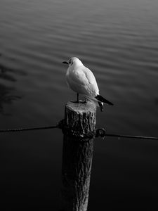 Preview wallpaper seagull, bird, bw, water