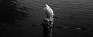 Preview wallpaper seagull, bird, bw, water