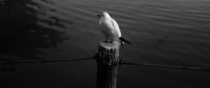 Preview wallpaper seagull, bird, bw, water