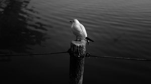 Preview wallpaper seagull, bird, bw, water