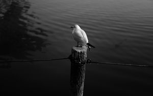 Preview wallpaper seagull, bird, bw, water