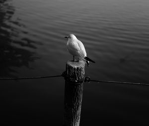 Preview wallpaper seagull, bird, bw, water