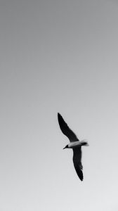 Preview wallpaper seagull, bird, bw, wings, flight