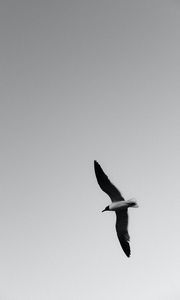 Preview wallpaper seagull, bird, bw, wings, flight