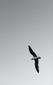 Preview wallpaper seagull, bird, bw, wings, flight