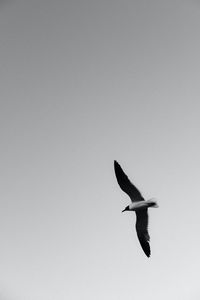 Preview wallpaper seagull, bird, bw, wings, flight