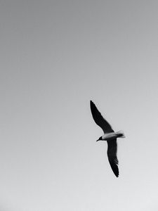 Preview wallpaper seagull, bird, bw, wings, flight