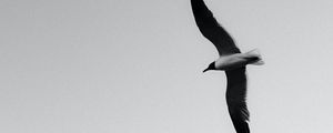 Preview wallpaper seagull, bird, bw, wings, flight