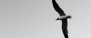 Preview wallpaper seagull, bird, bw, wings, flight