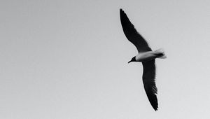 Preview wallpaper seagull, bird, bw, wings, flight