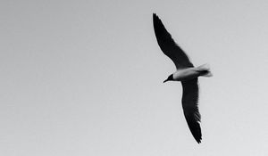 Preview wallpaper seagull, bird, bw, wings, flight