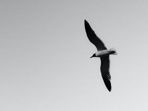 Preview wallpaper seagull, bird, bw, wings, flight