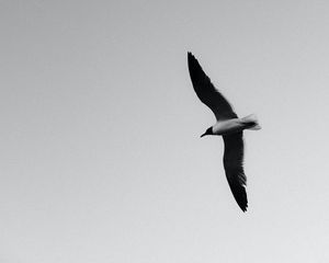 Preview wallpaper seagull, bird, bw, wings, flight