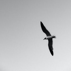 Preview wallpaper seagull, bird, bw, wings, flight