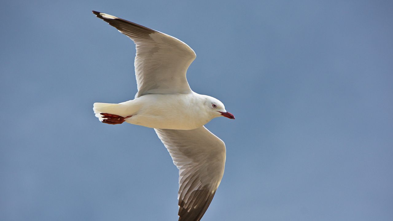 Wallpaper seagull, bird, feathers, flight, sky