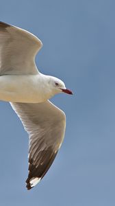 Preview wallpaper seagull, bird, feathers, flight, sky