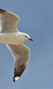 Preview wallpaper seagull, bird, feathers, flight, sky