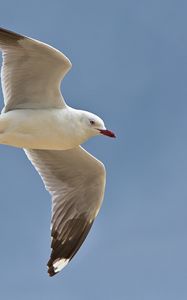 Preview wallpaper seagull, bird, feathers, flight, sky