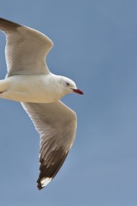 Preview wallpaper seagull, bird, feathers, flight, sky