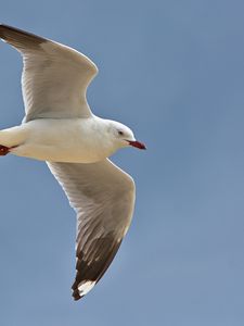 Preview wallpaper seagull, bird, feathers, flight, sky