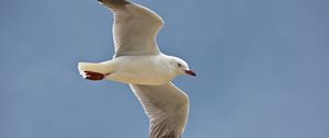 Preview wallpaper seagull, bird, feathers, flight, sky