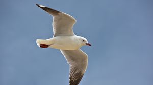 Preview wallpaper seagull, bird, feathers, flight, sky