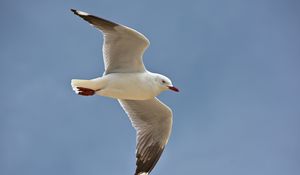 Preview wallpaper seagull, bird, feathers, flight, sky