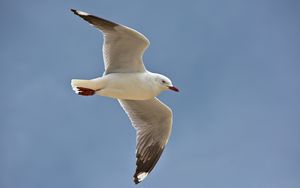 Preview wallpaper seagull, bird, feathers, flight, sky