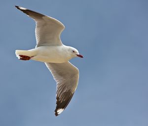 Preview wallpaper seagull, bird, feathers, flight, sky