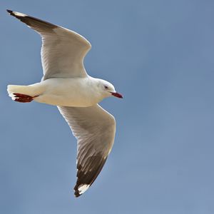 Preview wallpaper seagull, bird, feathers, flight, sky