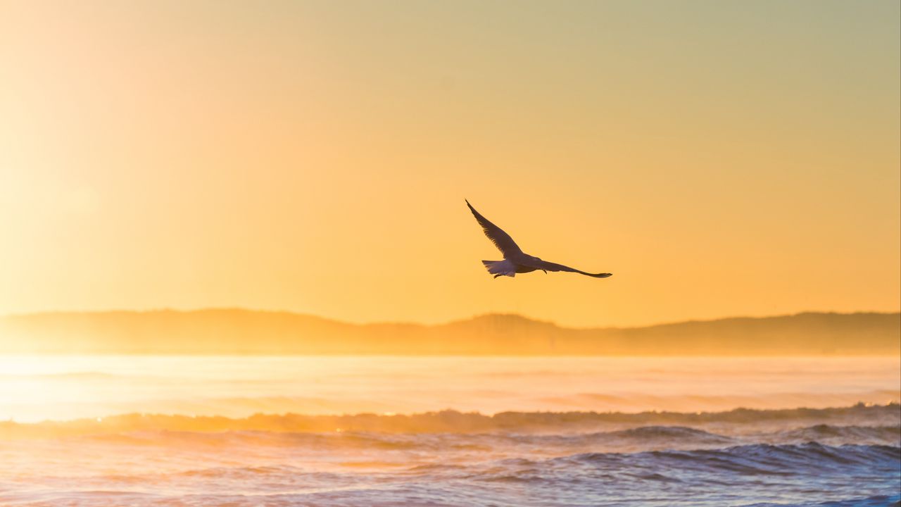 Wallpaper seagull, bird, field, fog, sunset, sea