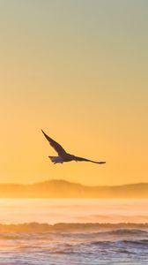 Preview wallpaper seagull, bird, field, fog, sunset, sea
