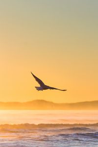 Preview wallpaper seagull, bird, field, fog, sunset, sea