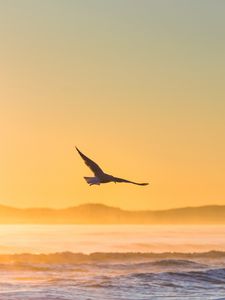 Preview wallpaper seagull, bird, field, fog, sunset, sea