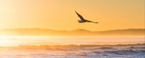 Preview wallpaper seagull, bird, field, fog, sunset, sea