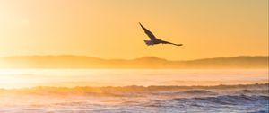 Preview wallpaper seagull, bird, field, fog, sunset, sea