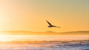 Preview wallpaper seagull, bird, field, fog, sunset, sea