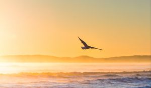 Preview wallpaper seagull, bird, field, fog, sunset, sea