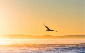 Preview wallpaper seagull, bird, field, fog, sunset, sea