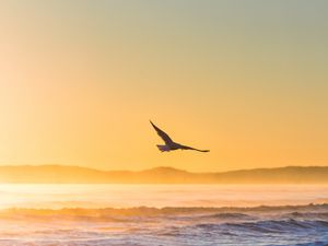 Preview wallpaper seagull, bird, field, fog, sunset, sea